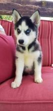 ❤️❤️ Siberian Husky Puppies ❤️❤️ Girl & Boy ❤️ ❤️ Image eClassifieds4U
