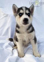 12 weeks old Siberian Husky Pups *Trained* Image eClassifieds4U