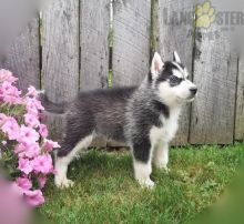 CKC Reg'd Siberian Husky Puppies- 2 LEFT Image eClassifieds4U
