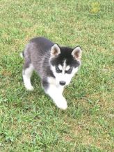 Healthy adorable *Siberian Husky* puppies! Image eClassifieds4U