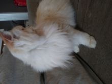 Purebred Persian Image eClassifieds4u 2