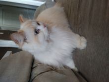 Purebred Persian Image eClassifieds4u 3