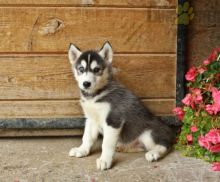 Siberian Husky pups!!! Meet them Now ! Image eClassifieds4U