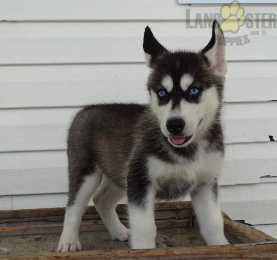 Only 2 available! Siberian Husky pups! **Vaccinated** Image eClassifieds4u