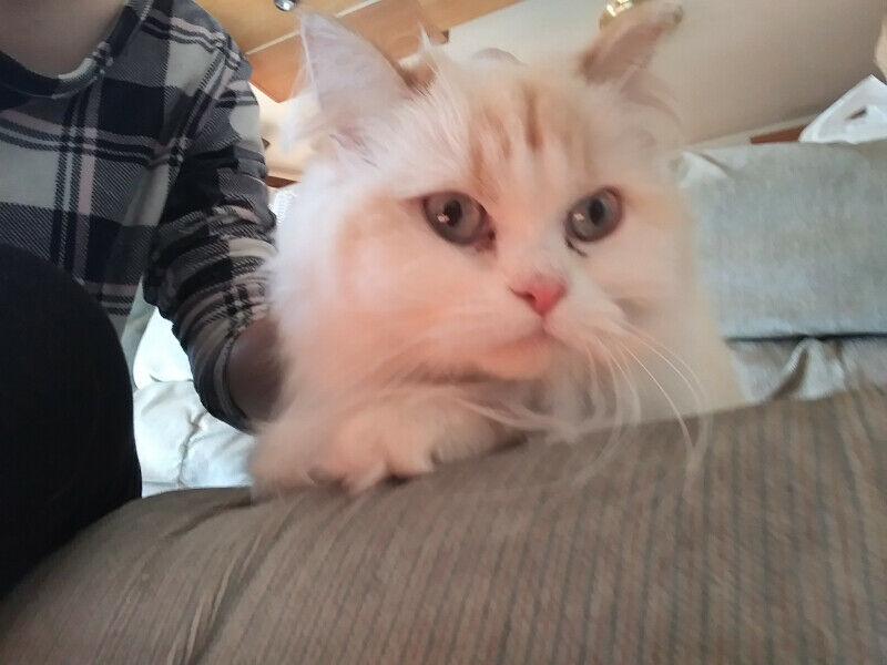 Purebred Persian Image eClassifieds4u