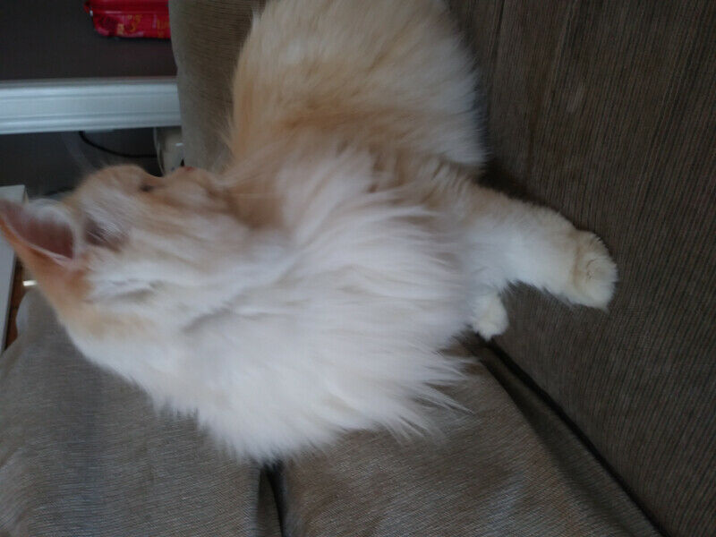 Purebred Persian Image eClassifieds4u