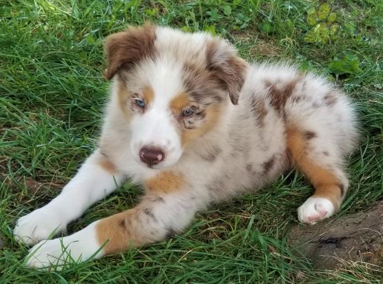 ❤️❤️ Australian Shepherds ❤️❤️ Girl & Boy ❤️ ❤️ Image eClassifieds4u