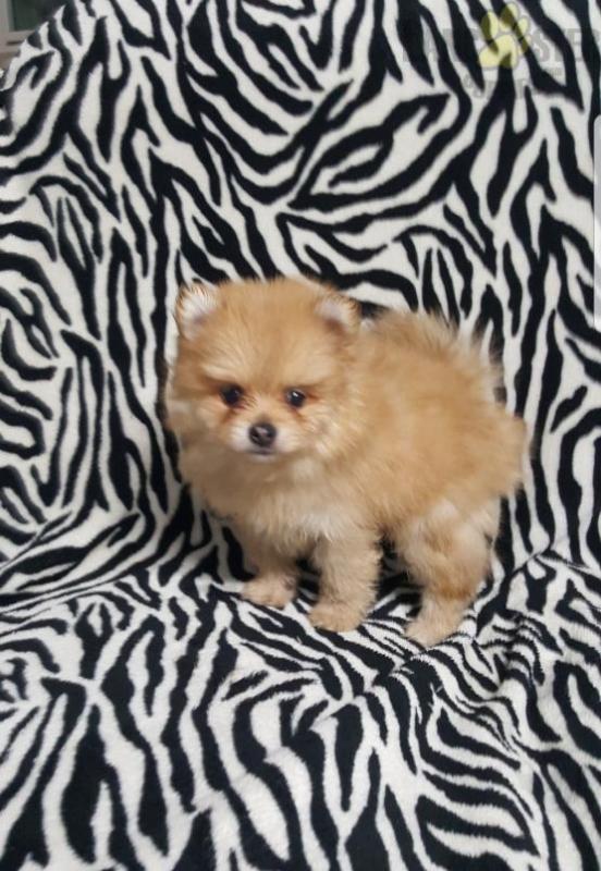 ❤️❤️ Pomeranian Puppies ❤️❤️ Girl & Boy ❤️ ❤️ Image eClassifieds4u