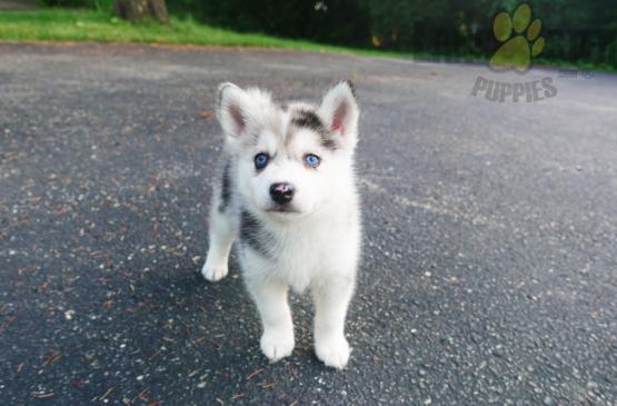 ❤️❤️ Pomsky Puppies ❤️❤️ Girl & Boy ❤️ ❤️ Image eClassifieds4u