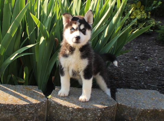 ***POMSKY PUPPIES-READY FOR NEW HOMES*** Image eClassifieds4u