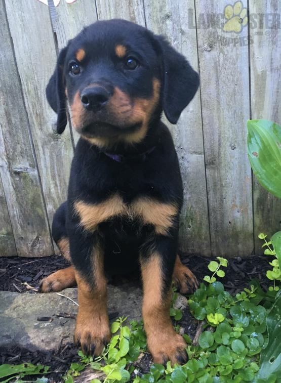 ❤️❤️ Rottweiler Puppies ❤️❤️ Girl & Boy ❤️ ❤️ Image eClassifieds4u