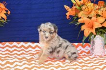 ***AUSTRALIAN SHEPHERD PUPPIES-READY FOR NEW HOMES***