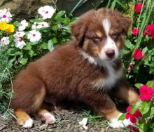 ❤️ ❤️ CKC REGISTERED AUSTRALIAN SHEPHERD PUPS ❤️ ❤️