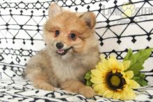 ❤️ ❤️ CKC REGISTERED POMERANIAN PUPS ❤️ ❤️