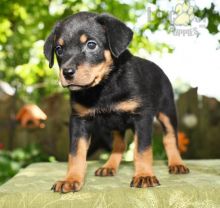 ❤️ ❤️ CKC REGISTERED ROTTWEILER PUPS ❤️ ❤️