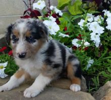 ***Gorgeous RARE Australian Shepherd Puppies***