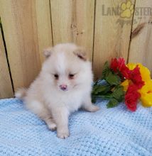 ***Gorgeous RARE Pomeranian Puppies***