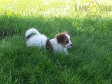 ***PAPILLON PUPPIES-READY FOR NEW HOMES***