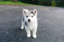 ❤️❤️ Pomsky Puppies ❤️❤️ Girl & Boy ❤️ ❤️