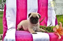 ***PUG PUPPIES-READY FOR NEW HOMES***