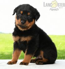***ROTTWEILER PUPPIES-READY FOR NEW HOMES***