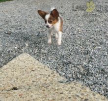 12 weeks old Papillon Pups *Trained*