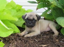 12 weeks old Pug Pups *Trained*