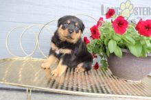 12 weeks old Rottweiler Pups *Trained*
