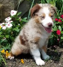 Australian Shepherd pups!!! Meet them Now !