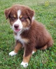 Beautiful Australian Shepherd Puppies! READY NOW!