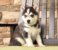 Beautiful Pomsky puppies for adoption~non shedding