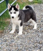 Beautiful Pomsky Puppies! READY NOW!