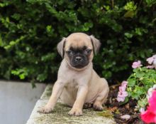 Beautiful Pug Puppies! READY NOW!