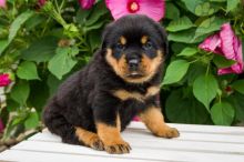 Beautiful Rottweiler puppies for adoption~non shedding