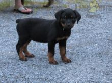 Beautiful Rottweiler Puppies! READY NOW!