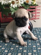 CKC Reg'd Pug Puppies- 2 LEFT