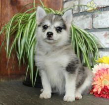 Adorable Pomsky Puppies-Male/Female left!!