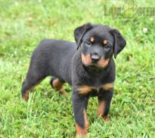 Adorable Rottweiler Puppies-Male/Female left!!