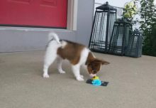 Adorable Papillon Puppies-Male/Female left!!