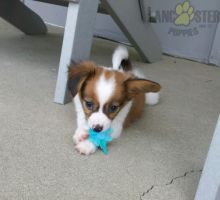 Healthy adorable *Papillon* puppies!