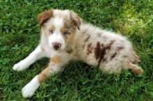 Like Aussies?Cutest Aussies Available