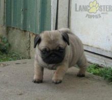 Like Pugs?Cutest Pugs Available