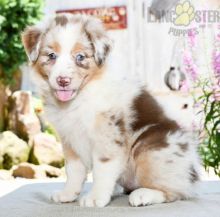 Lovely Australian Shepherd pups -READY TO pick up