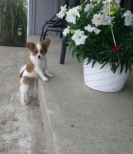 Lovely Papillon pups -READY TO pick up