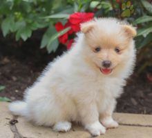 Lovely Pomeranian pups -READY TO pick up