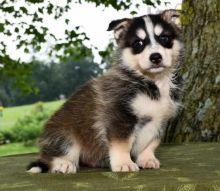 Lovely Pomsky pups -READY TO pick up