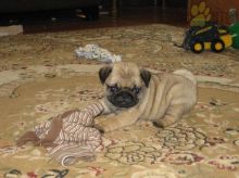 Lovely Pug pups -READY TO pick up