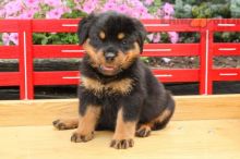 Lovely Rottweiler pups -READY TO pick up