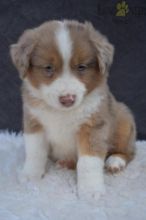 Only 2 available! Australian Shepherd pups! **Vaccinated**