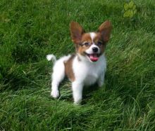 Only 2 available! Papillon pups! **Vaccinated**